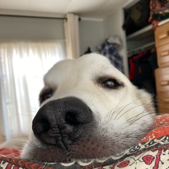 Meet your Posher, Lydia - Picture 2 of 2